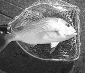 The snapper are still biting in the Bay and the river. Look for new areas to make the best catches.